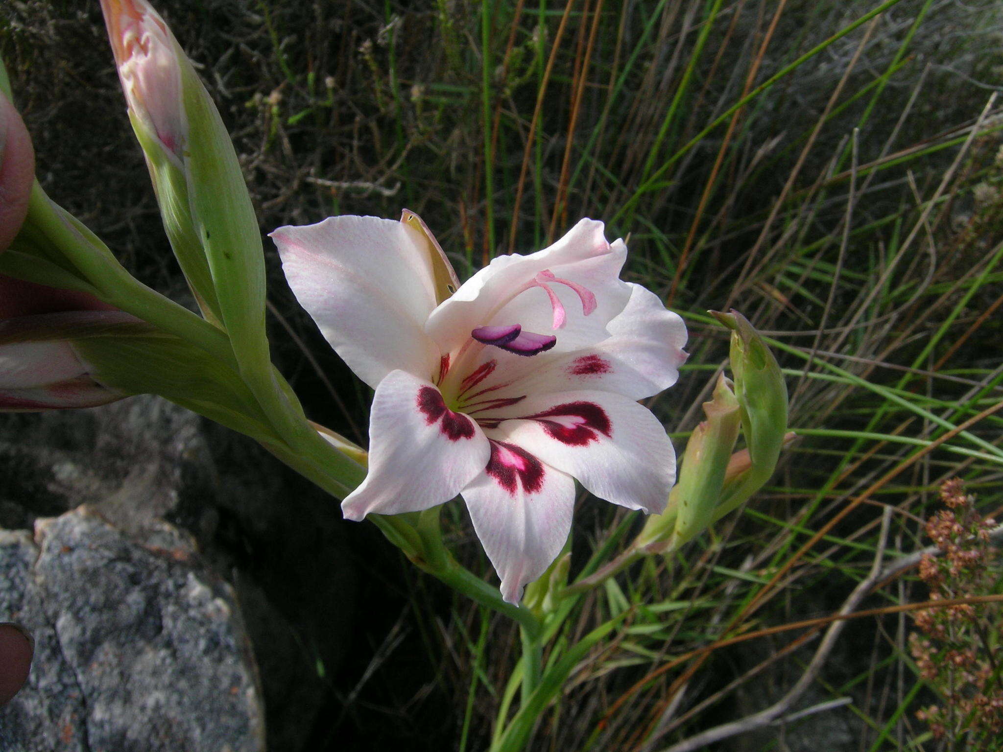 Image of Gladiolus carneus D. Delaroche