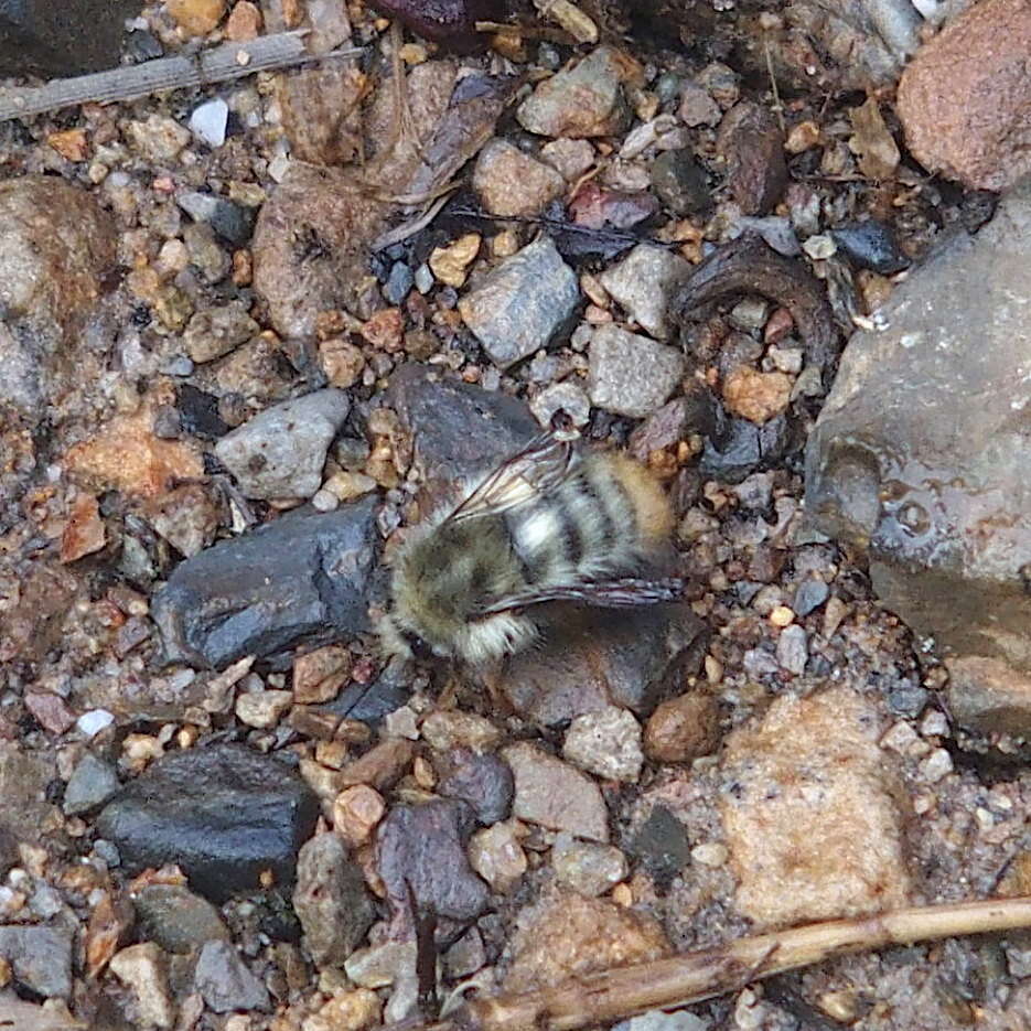 Plancia ëd Bombus sonani (Frison 1934)