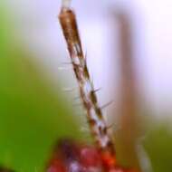 Image of Phytocoris ulmi (Linnaeus 1758)