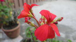 Imagem de Pelargonium hortorum Bailey