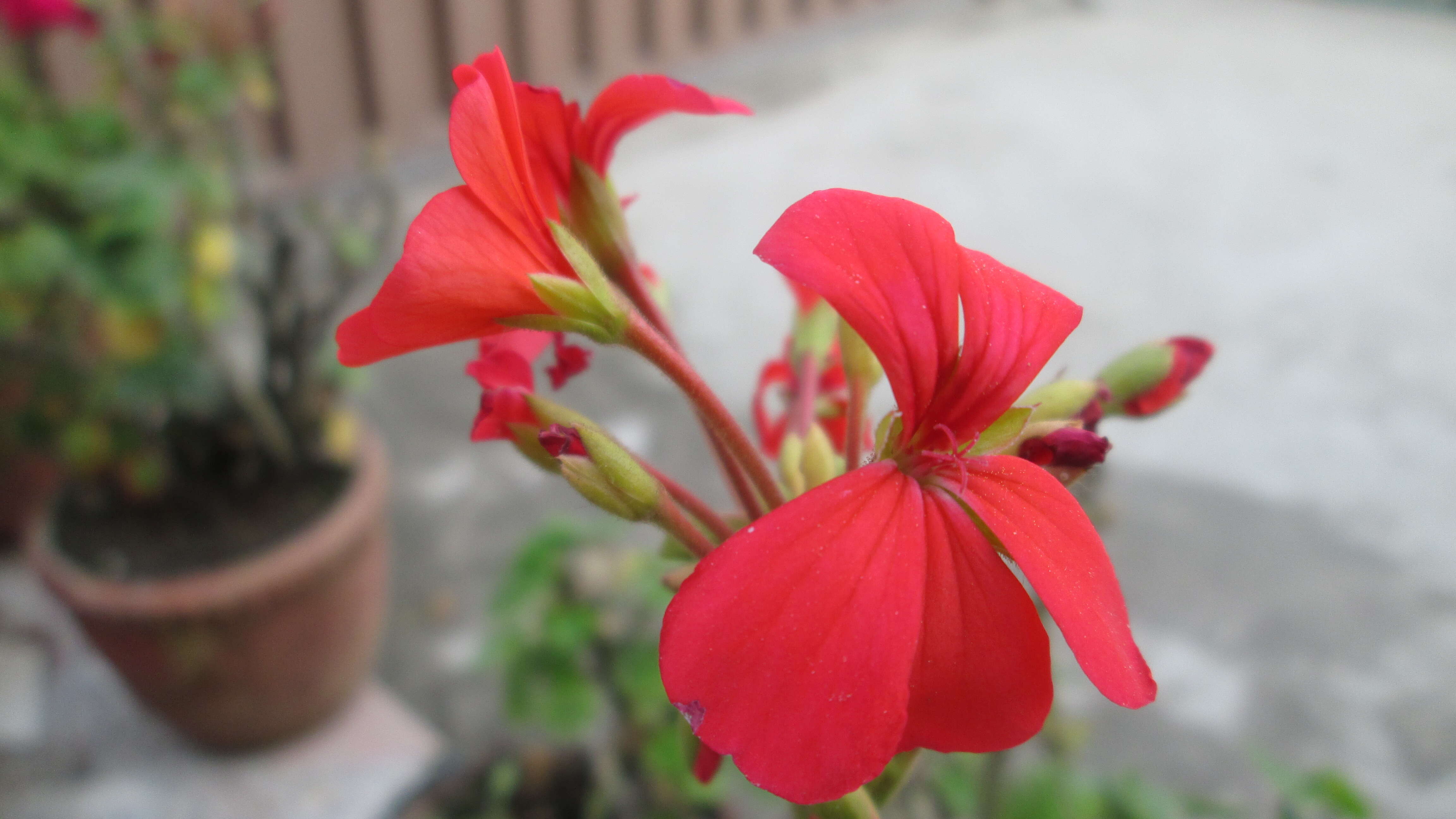 Imagem de Pelargonium hortorum Bailey