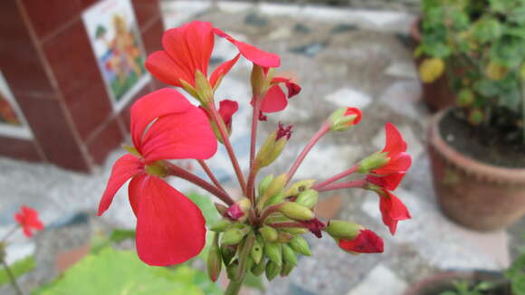 Imagem de Pelargonium hortorum Bailey