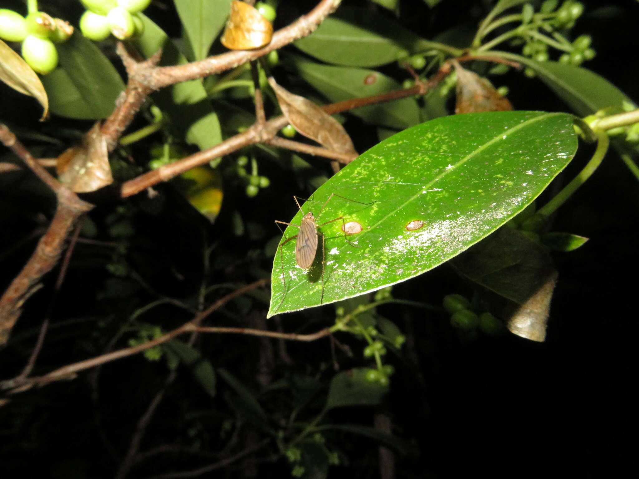 Image of Amphineurus (Nothormosia) insulsus (Hutton 1902)