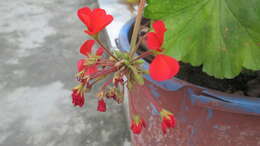 Image of zonal geranium