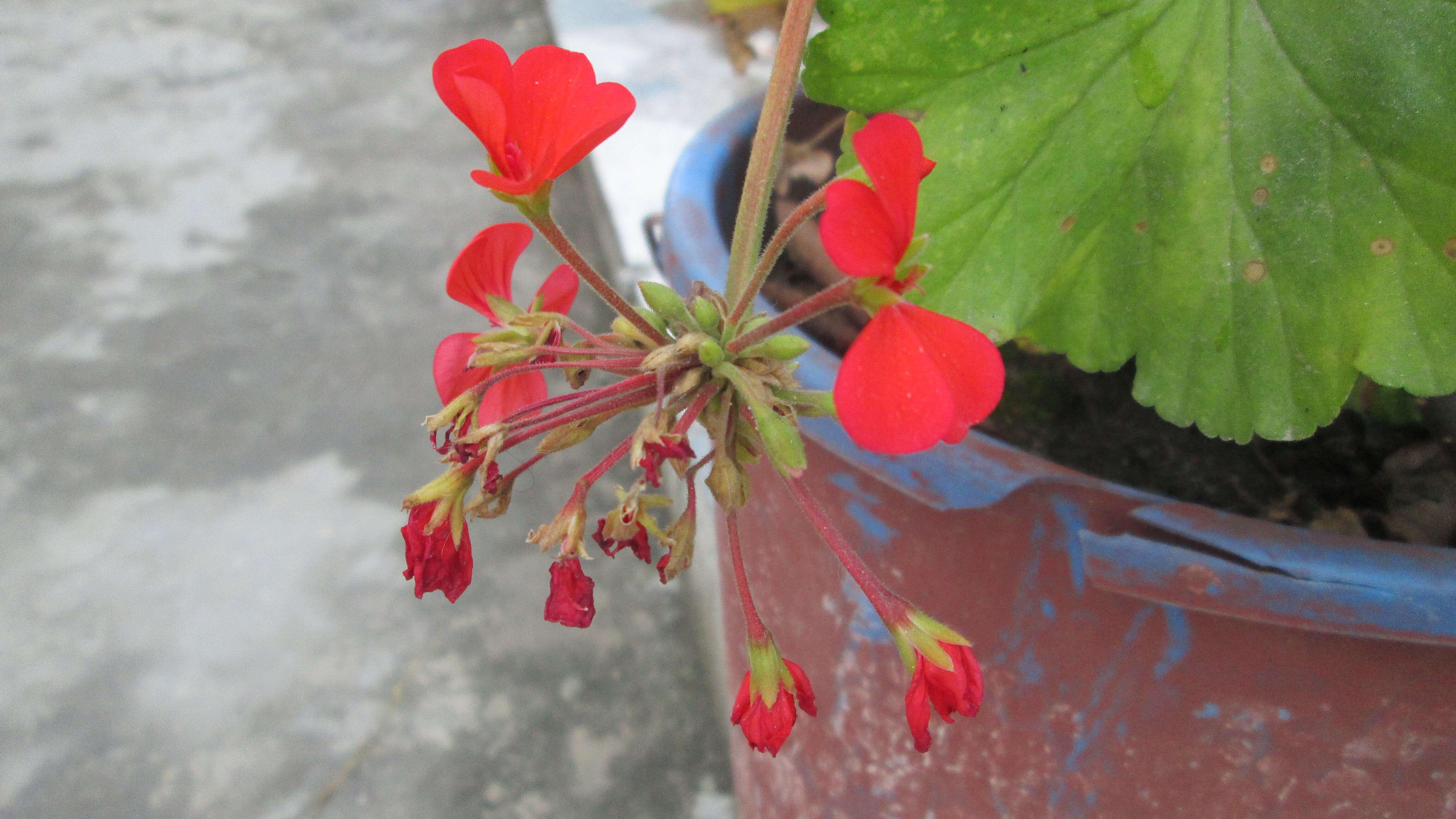 Image of zonal geranium