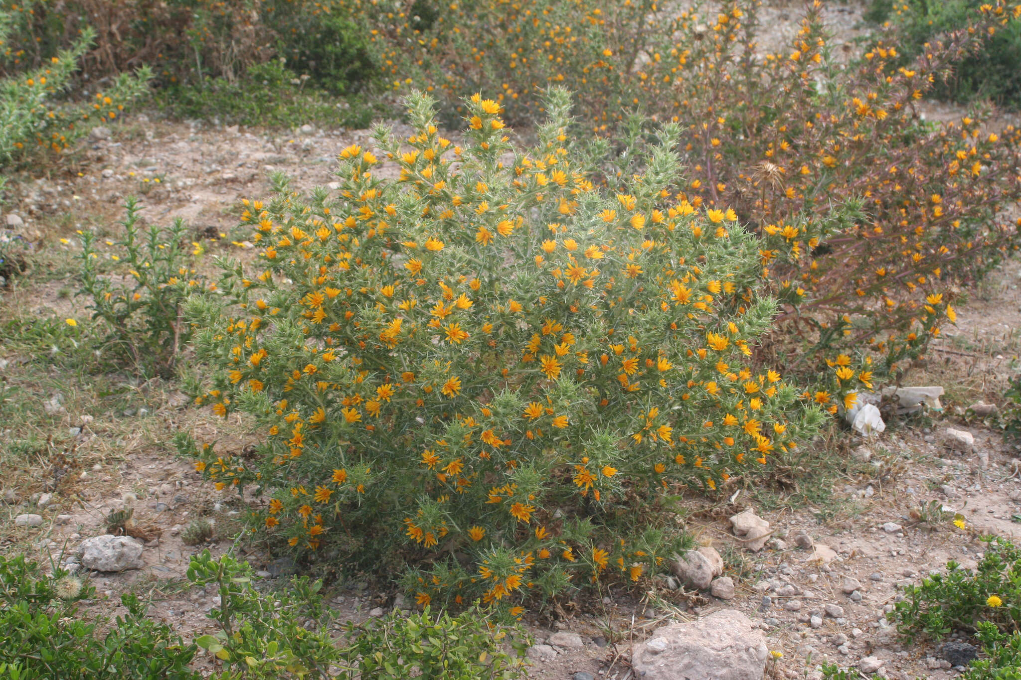 Image of Scolymus hispanicus subsp. occidentalis F. M. Vazquez