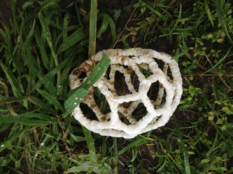 Image of basket fungi