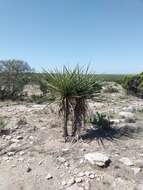 Image de Yucca faxoniana Sarg.