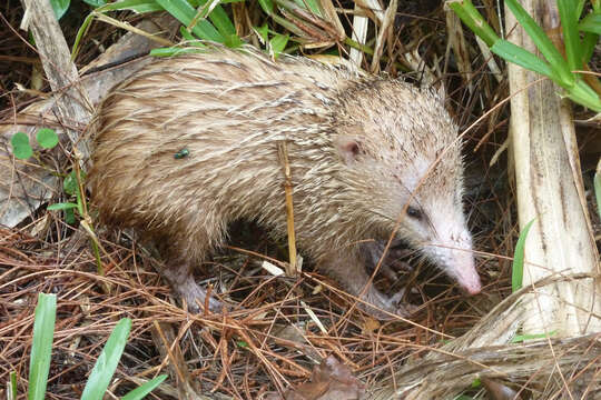 صورة Tenrec Lacépède 1799