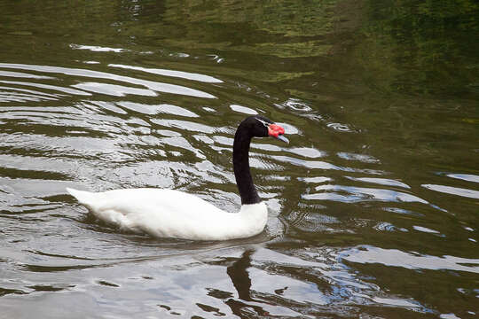 Image of Black-necked Swan