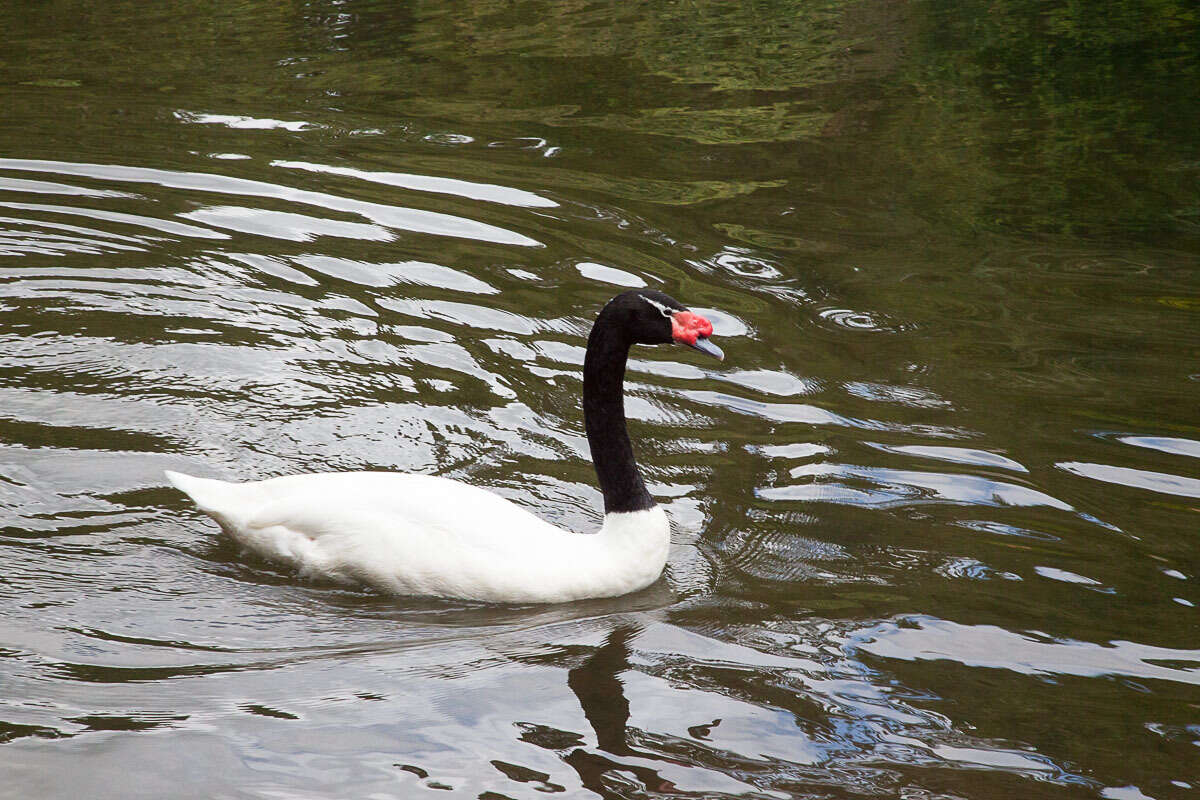 Imagem de Cisne-de-pescoço-preto