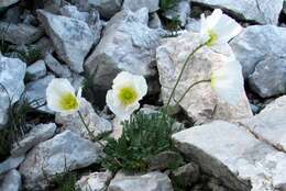 Imagem de Papaver alpinum L.