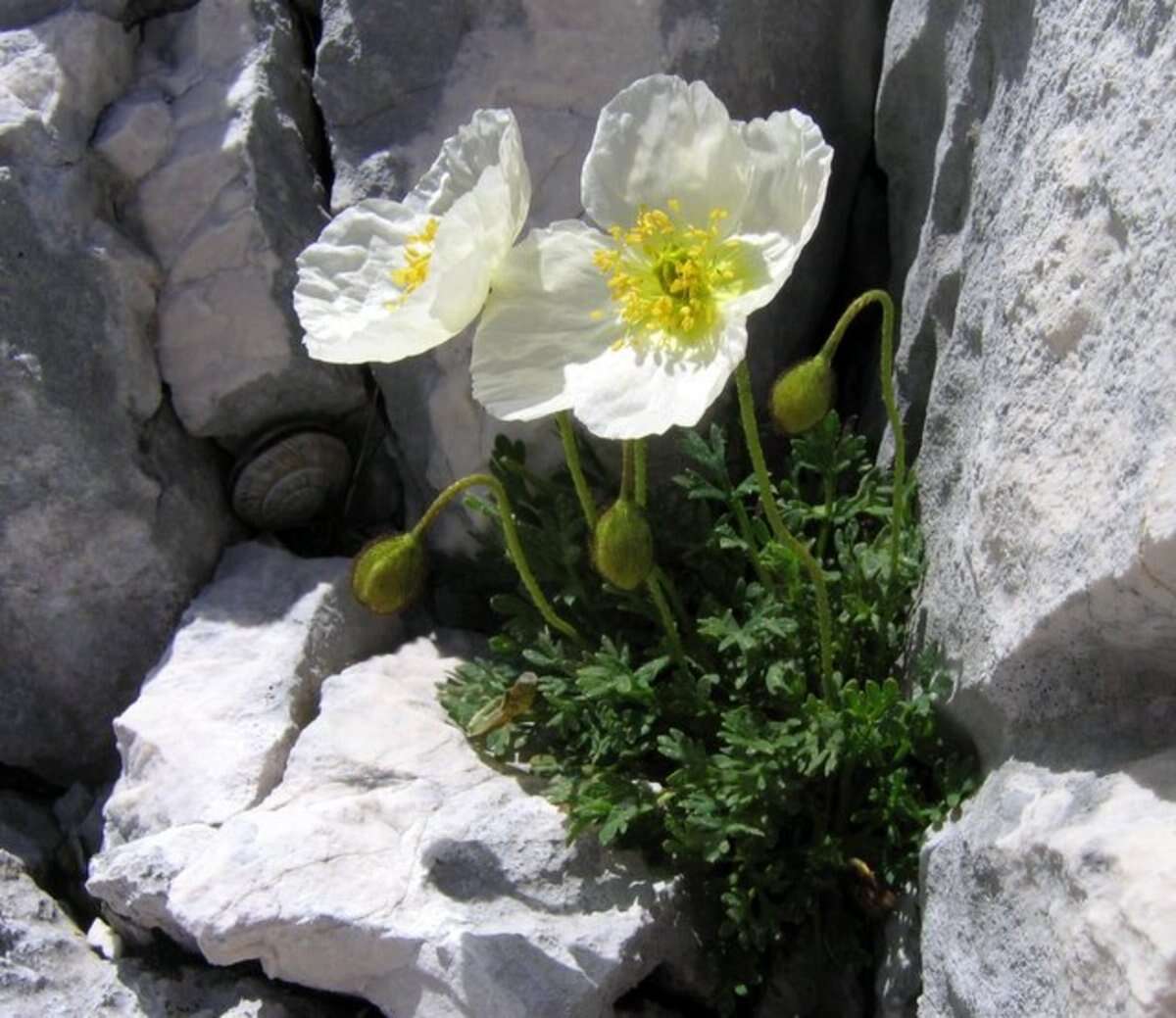 Imagem de Papaver alpinum L.