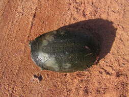 Image of Brazilian Radiolated Swamp Turtle