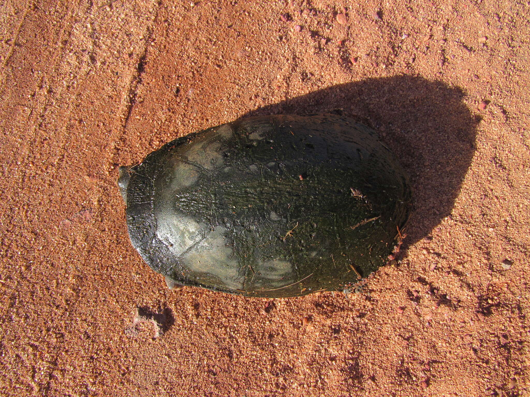 Image of Brazilian Radiolated Swamp Turtle