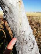 Image of Eucalyptus armillata D. Nicolle & M. E. French