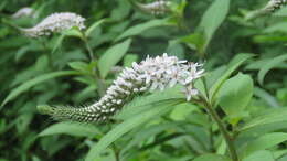 Image of gooseneck yellow loosestrife