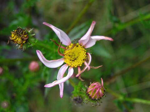 Senecio glastifolius L. fil. resmi