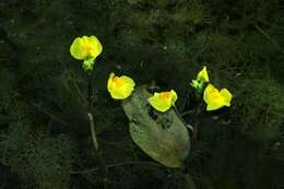 Image of Bladderwort