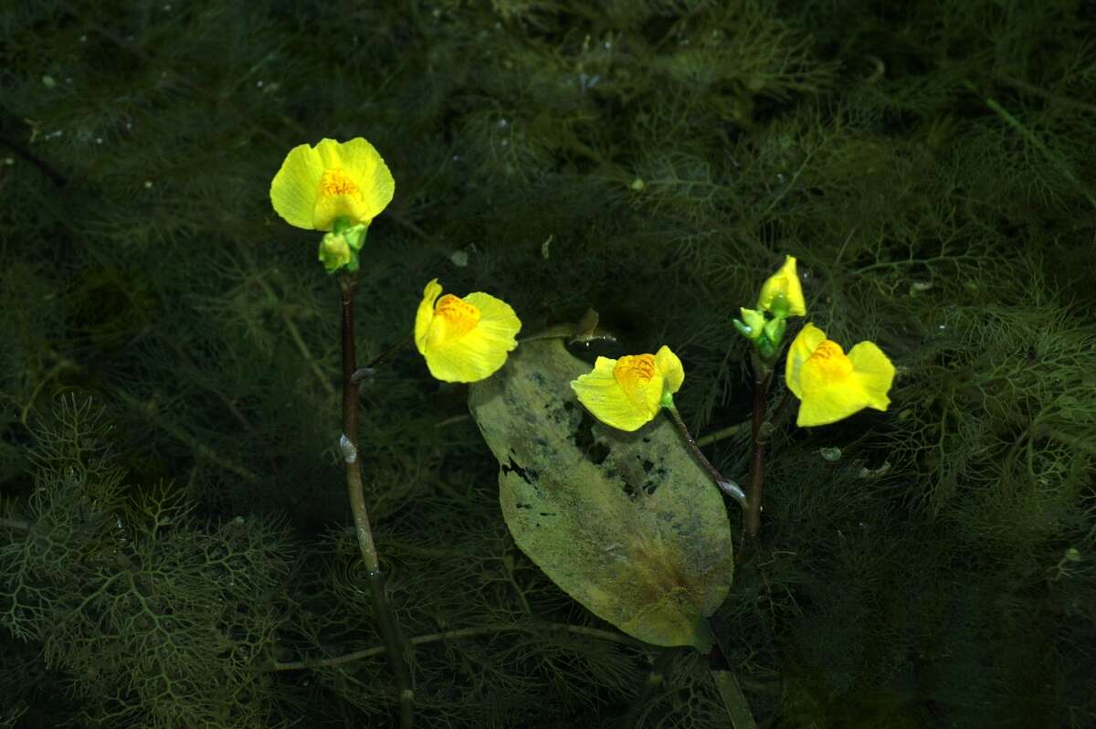 Image of Bladderwort