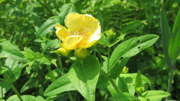 Image of great St. Johnswort