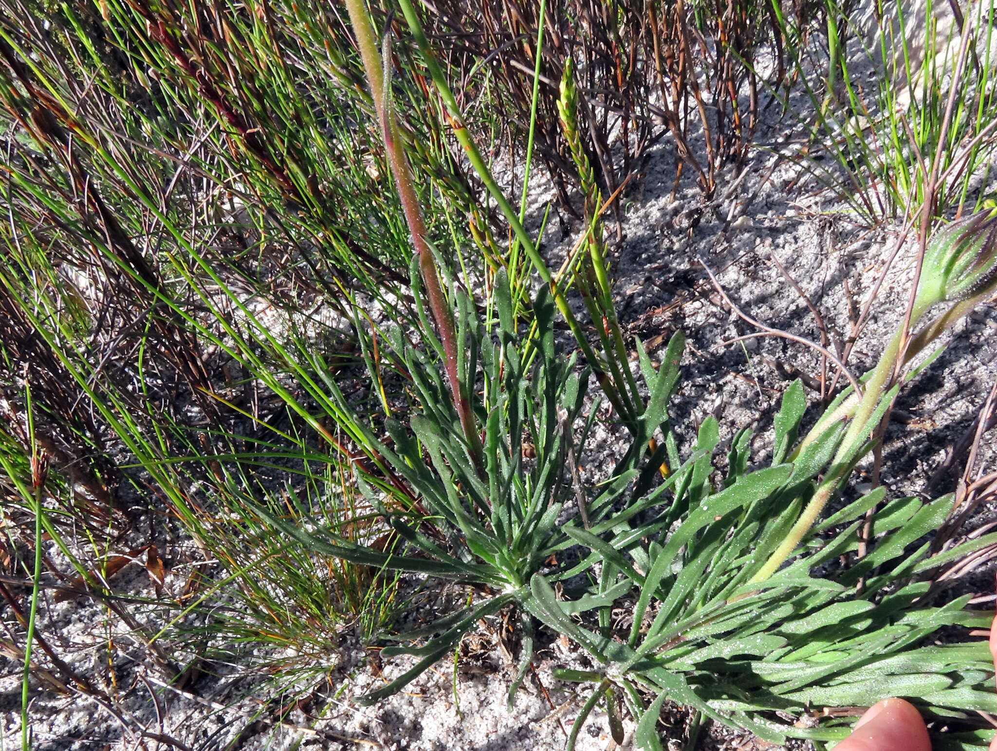 Слика од Dimorphotheca nudicaulis (L.) DC.