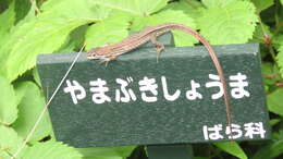 Image of Japanese Grass Lizard