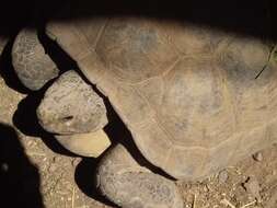 Image of Bolson Tortoise