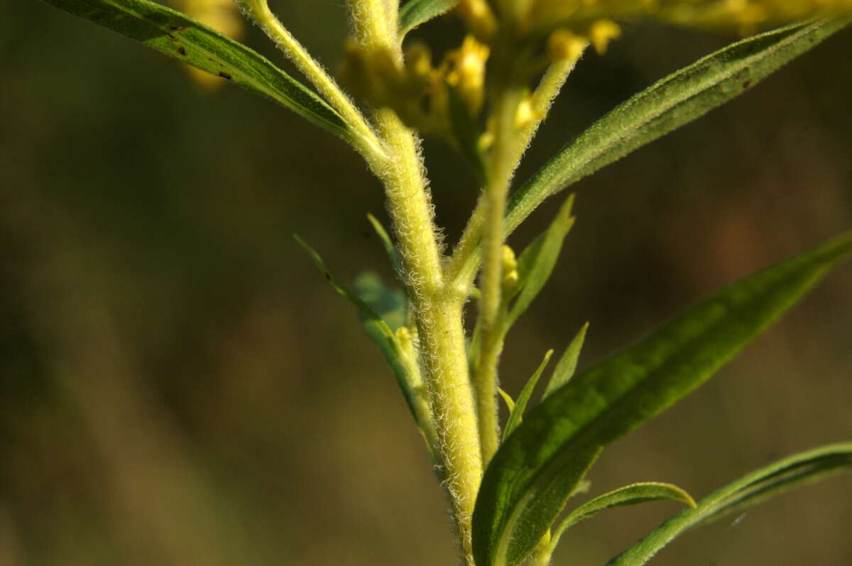 Solidago canadensis L. resmi