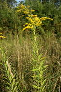 Solidago canadensis L. resmi