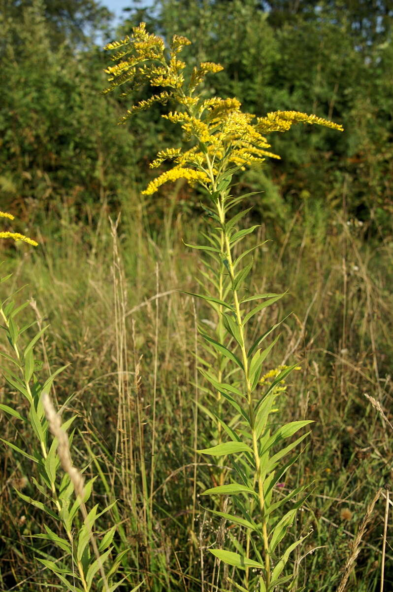 Solidago canadensis L. resmi