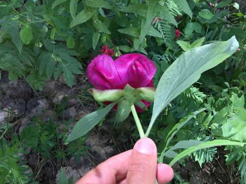 Image of peony