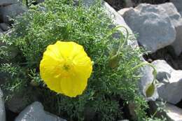 Imagem de Papaver alpinum L.