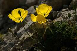 Imagem de Papaver alpinum L.