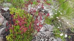 Image of Saxifraga kolenatiana Regel