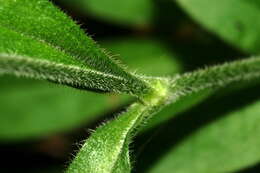 Image of Eurasian catchfly