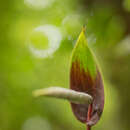 Image of Anthurium sanjorgense