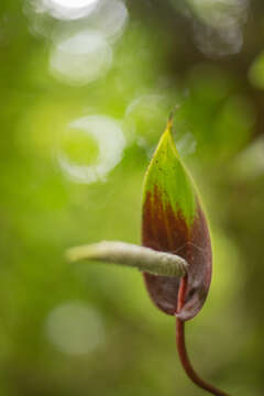 Image of Anthurium sanjorgense