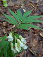 Слика од Cardamine kitaibelii Bech.