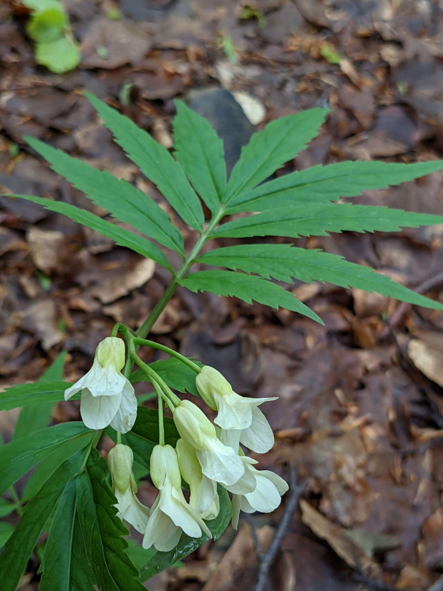 Слика од Cardamine kitaibelii Bech.