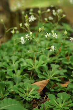 Image of Saxifraga cuneifolia L.