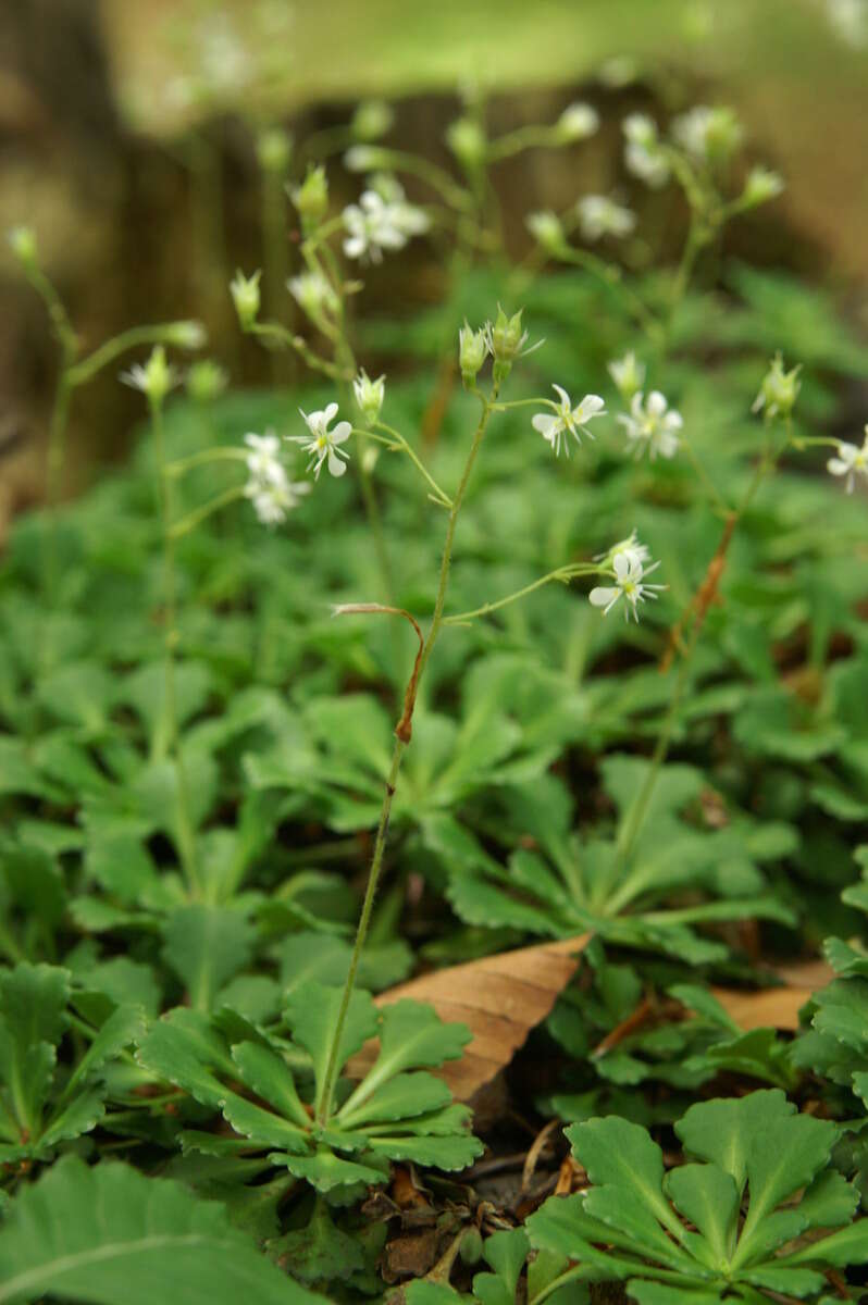 Image of Saxifraga cuneifolia L.