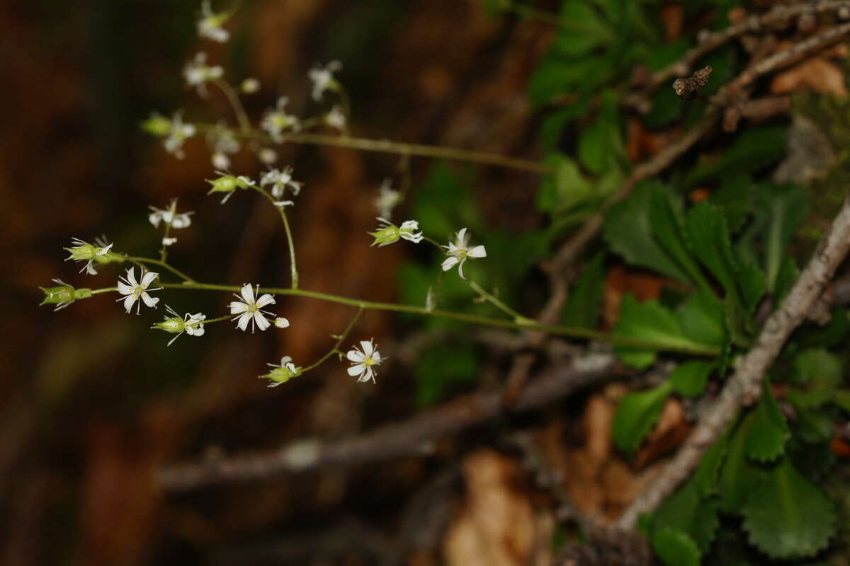 Image of Saxifraga cuneifolia L.