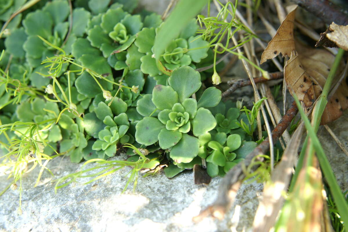 Image of Saxifraga cuneifolia L.