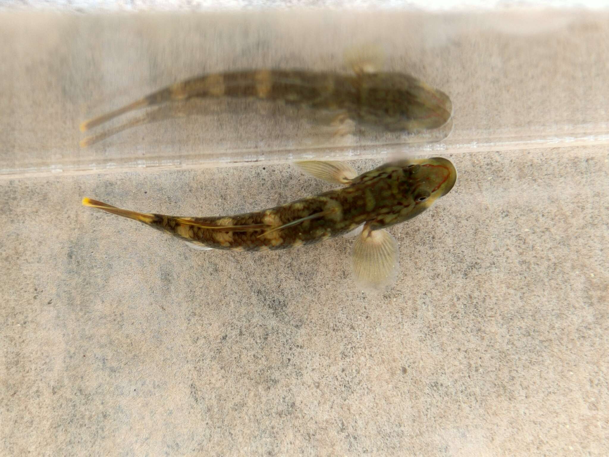 Image of Amur Goby