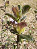 Image of Barleria crassa C. B. Cl.