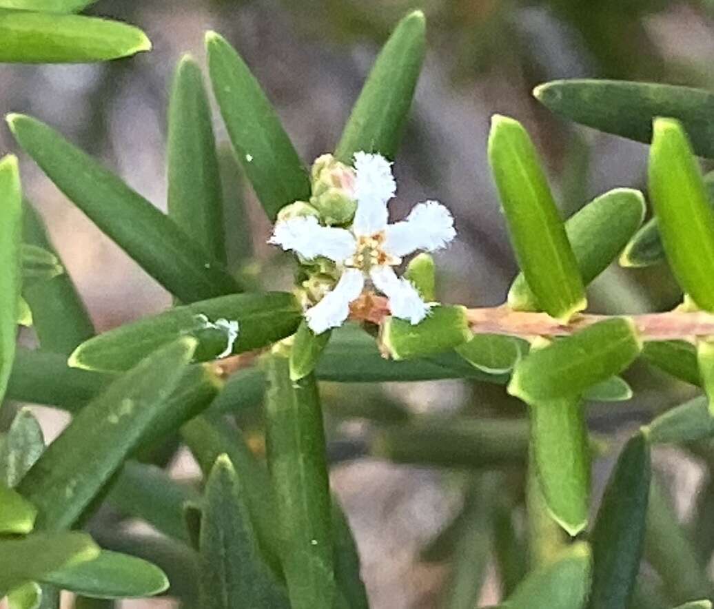 Image of Styphelia blepharolepis