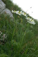 Imagem de Anemonastrum narcissiflorum subsp. narcissiflorum