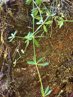 Image of Goosegrass