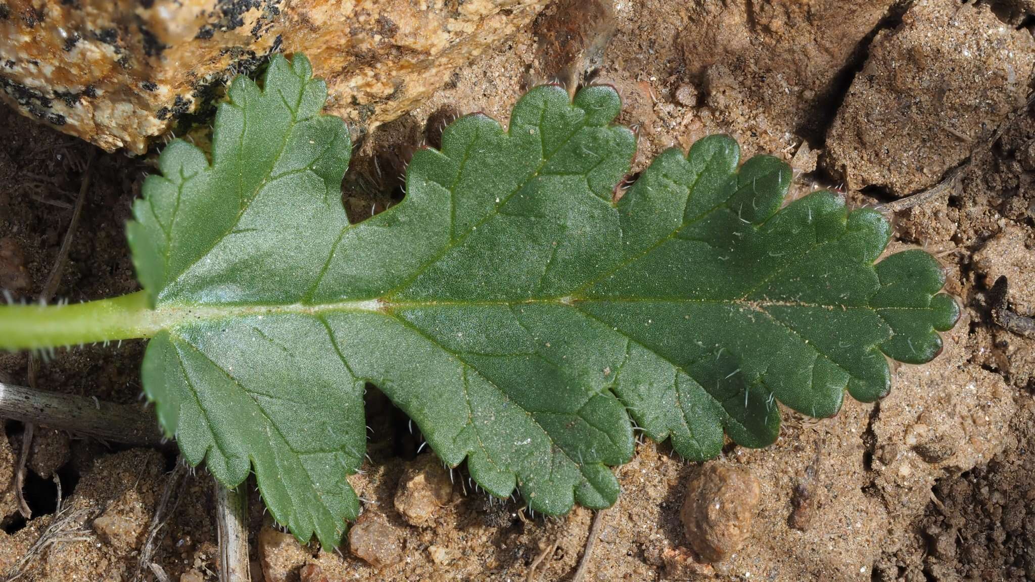 Слика од Erodium brachycarpum (Godr.) Thellung